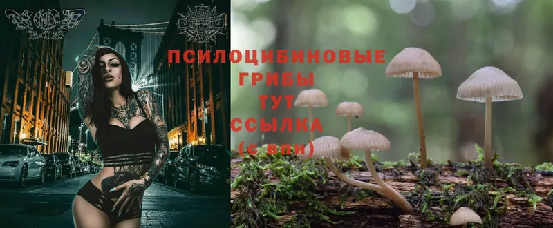 сайты даркнета телеграм  наркошоп  Дегтярск  Псилоцибиновые грибы MAGIC MUSHROOMS 